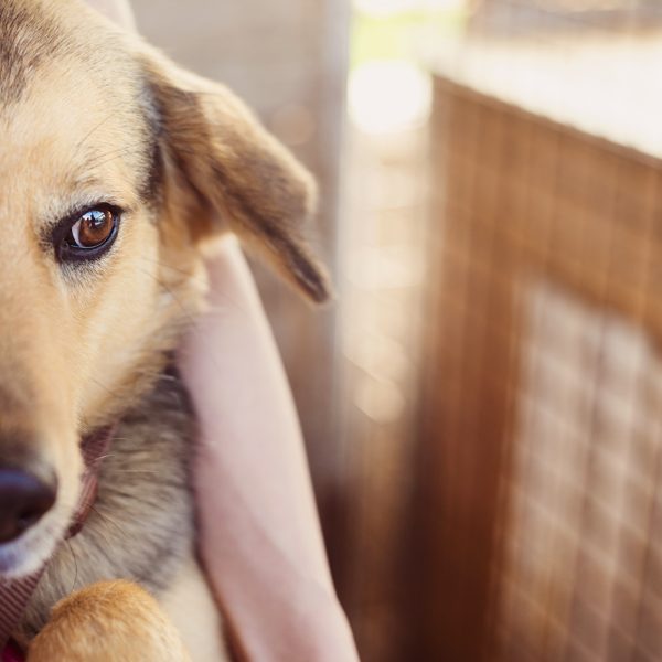 cremazioni animali roma